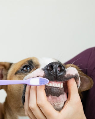 Auna For Fauna pasta za zube za pse kokos-banana neutralizira miris i uklanja kamenac 30 ml - 2